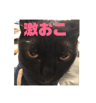 我が家のアイドルクロロちゃん（個別スタンプ：5）