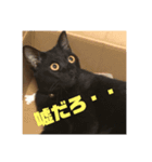 我が家のアイドルクロロちゃん（個別スタンプ：6）