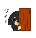 ブラックタンの子犬3（個別スタンプ：31）