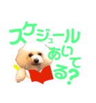 トイプードルのCoochan日常スタンプ第3弾（個別スタンプ：2）