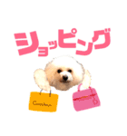 トイプードルのCoochan日常スタンプ第3弾（個別スタンプ：5）