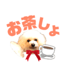 トイプードルのCoochan日常スタンプ第3弾（個別スタンプ：6）