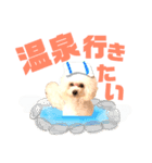 トイプードルのCoochan日常スタンプ第3弾（個別スタンプ：7）