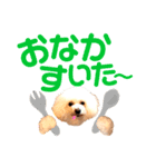 トイプードルのCoochan日常スタンプ第3弾（個別スタンプ：8）
