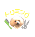 トイプードルのCoochan日常スタンプ第3弾（個別スタンプ：9）