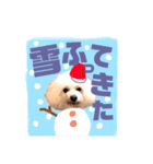 トイプードルのCoochan日常スタンプ第3弾（個別スタンプ：13）