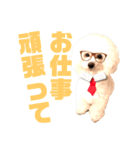 トイプードルのCoochan日常スタンプ第3弾（個別スタンプ：15）