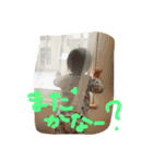 ゆいかのおとうとかずやすたんぷ（個別スタンプ：16）