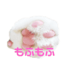 にゃんにゃん(=^x^=)（個別スタンプ：1）