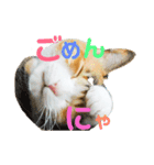 にゃんにゃん(=^x^=)（個別スタンプ：2）