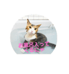 にゃんにゃん(=^x^=)（個別スタンプ：3）