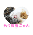 にゃんにゃん(=^x^=)（個別スタンプ：5）