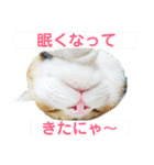 にゃんにゃん(=^x^=)（個別スタンプ：6）