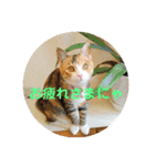 にゃんにゃん(=^x^=)（個別スタンプ：7）