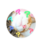 にゃんにゃん(=^x^=)（個別スタンプ：8）