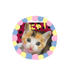 にゃんにゃん(=^x^=)（個別スタンプ：9）