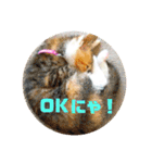 にゃんにゃん(=^x^=)（個別スタンプ：10）