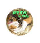 にゃんにゃん(=^x^=)（個別スタンプ：11）
