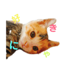 にゃんにゃん(=^x^=)（個別スタンプ：13）