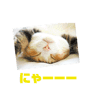 にゃんにゃん(=^x^=)（個別スタンプ：15）