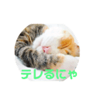 にゃんにゃん(=^x^=)（個別スタンプ：16）