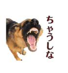 ディランと愉快な仲間たち パート2（個別スタンプ：5）