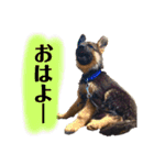 ディランと愉快な仲間たち パート2（個別スタンプ：12）