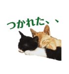 ディランと愉快な仲間たち パート2（個別スタンプ：14）