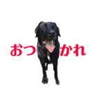 ディランと愉快な仲間たち パート2（個別スタンプ：15）