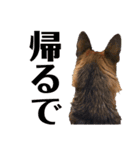 ディランと愉快な仲間たち パート2（個別スタンプ：16）