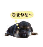 ディランと愉快な仲間たち パート2（個別スタンプ：20）