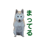 芝犬ポンちゃん（個別スタンプ：1）