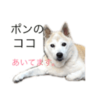 芝犬ポンちゃん（個別スタンプ：2）