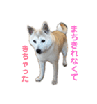芝犬ポンちゃん（個別スタンプ：3）