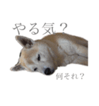 芝犬ポンちゃん（個別スタンプ：4）