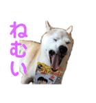 芝犬ポンちゃん（個別スタンプ：5）