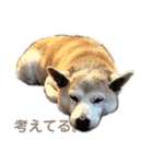 芝犬ポンちゃん（個別スタンプ：6）