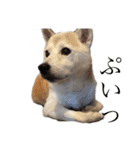 芝犬ポンちゃん（個別スタンプ：8）