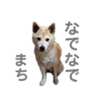 芝犬ポンちゃん（個別スタンプ：9）