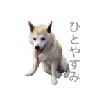 芝犬ポンちゃん（個別スタンプ：10）