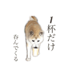 芝犬ポンちゃん（個別スタンプ：12）