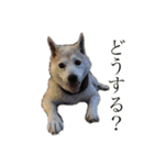 芝犬ポンちゃん（個別スタンプ：13）