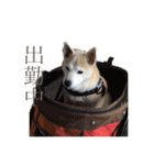 芝犬ポンちゃん（個別スタンプ：14）
