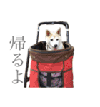 芝犬ポンちゃん（個別スタンプ：15）