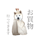 芝犬ポンちゃん（個別スタンプ：18）