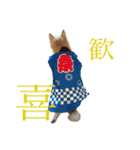 芝犬ポンちゃん（個別スタンプ：19）
