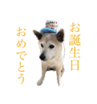 芝犬ポンちゃん（個別スタンプ：20）