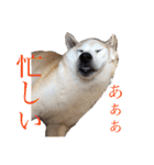 芝犬ポンちゃん（個別スタンプ：21）