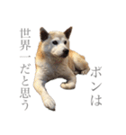 芝犬ポンちゃん（個別スタンプ：23）