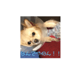 チワワのシンバ（個別スタンプ：1）
